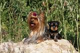 YORKSHIRE TERRIER 420